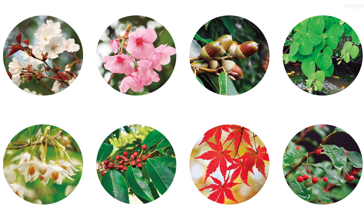 アクアコートの植栽計画